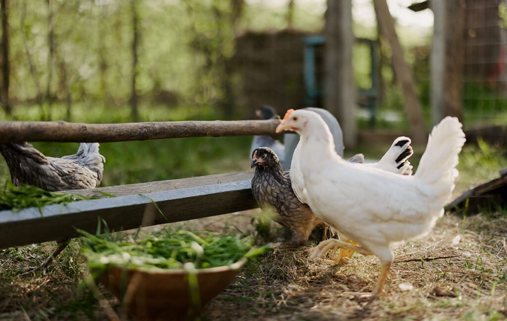 A chicken recovering from egg binding