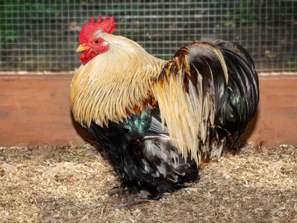 Buff Brahma Cockerel