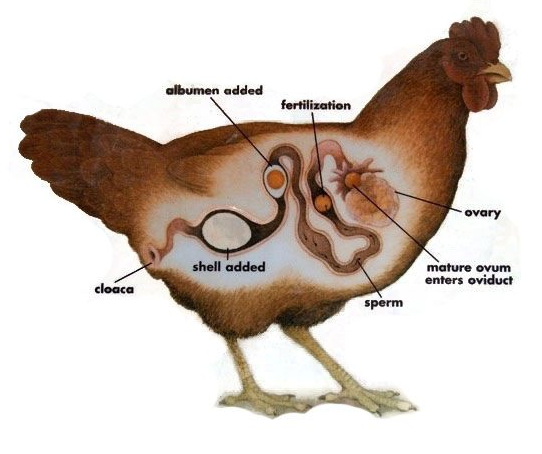 Chickens anatomy for egg binding in chickens