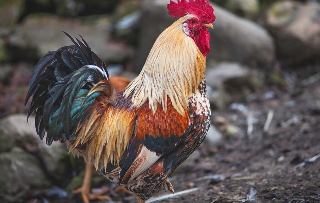 A rooster guarding his hens