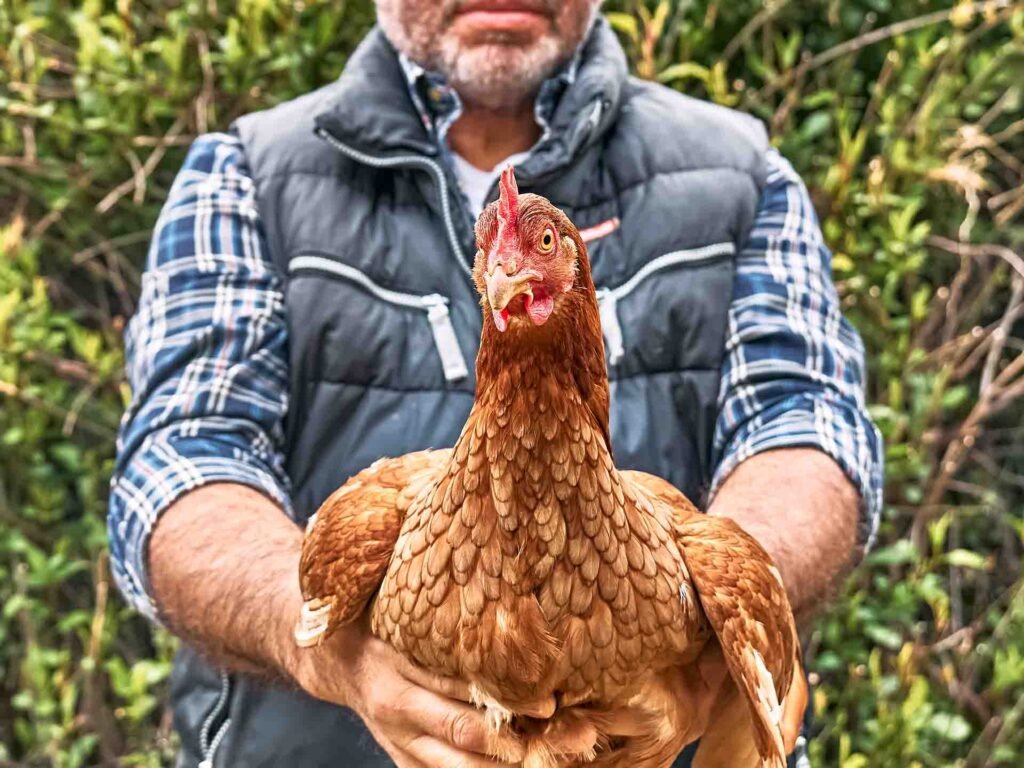 Hen in the hands of her owner