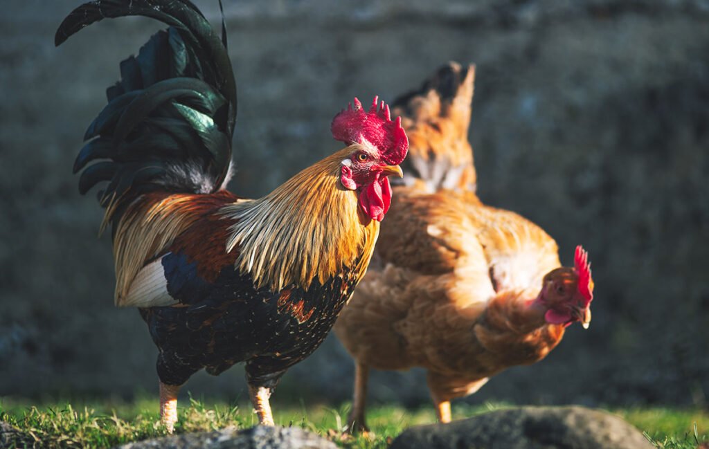 Two roosters relaxing in the sun