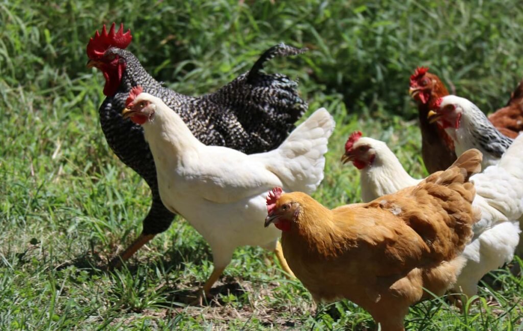 What are the best backyard chicken breeds